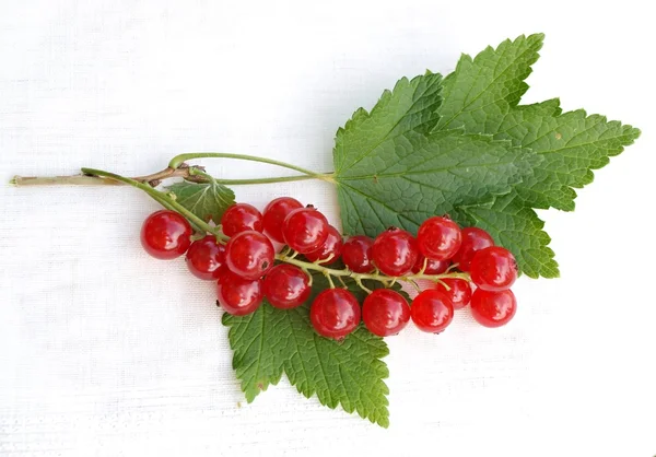 Red currants Royalty Free Stock Photos