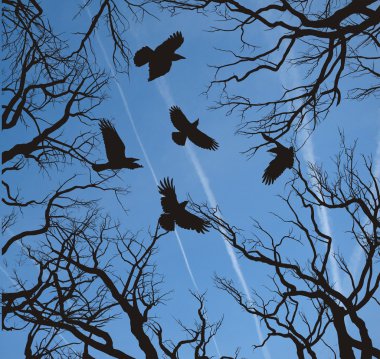 Trees and crows flying in the sky clipart