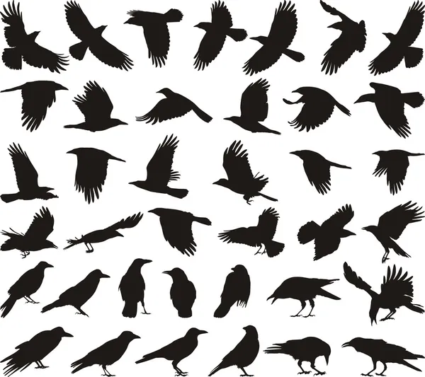 Cuervo carroña pájaro — Archivo Imágenes Vectoriales