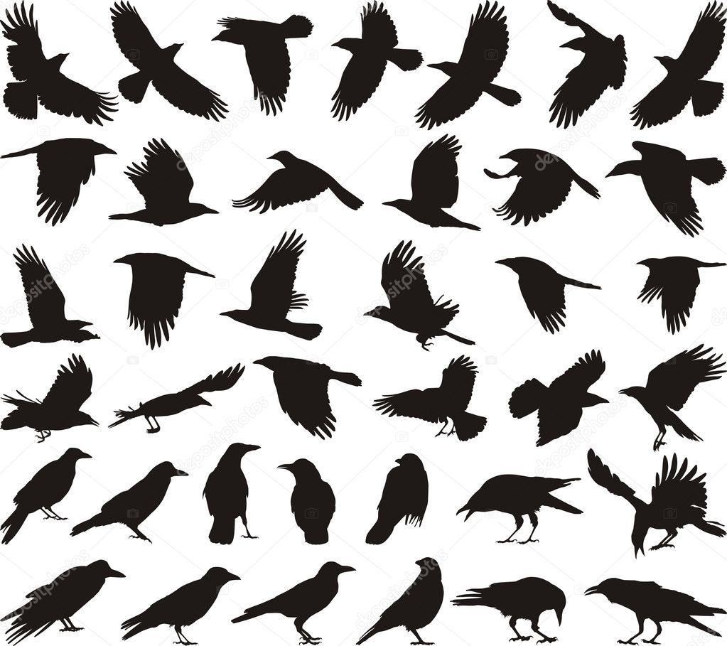 Raven in Flight, Vectors | GraphicRiver