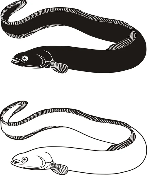 Río anguila — Archivo Imágenes Vectoriales