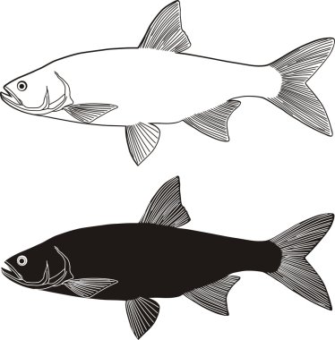 Asp predatory freshwater fish clipart