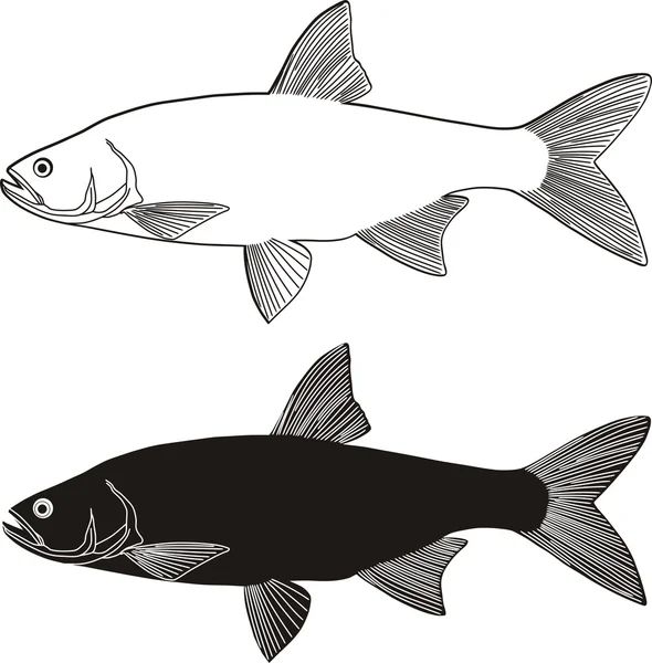 Asp peces depredadores de agua dulce — Vector de stock