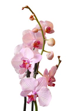 Orchidea çiçek