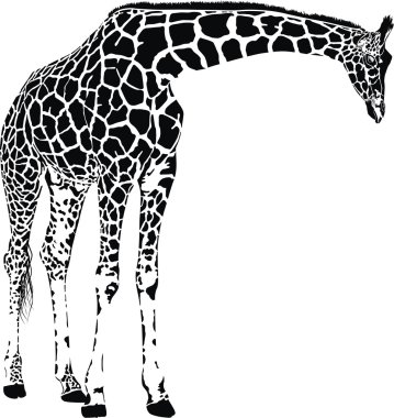 Giraffe vector clipart