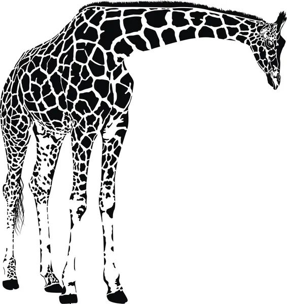 Giraffe vector — Stockvector