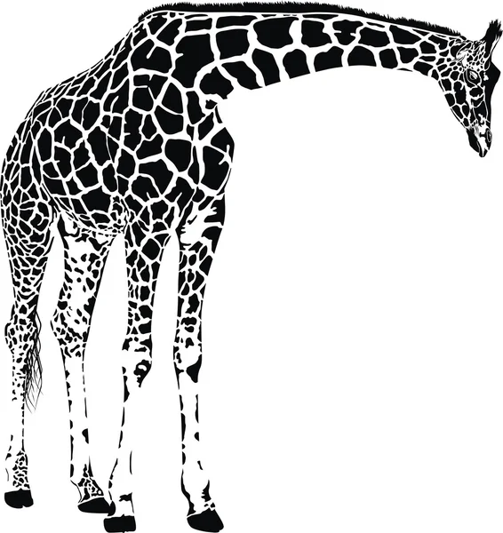 Girafe vecteur — Image vectorielle
