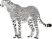 gepard - černé a bílé gepard