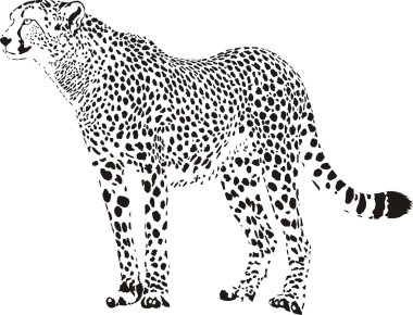 Gepard - Black and white cheetah clipart