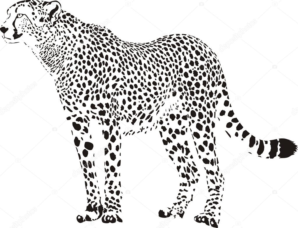Gepard - Black and white cheetah