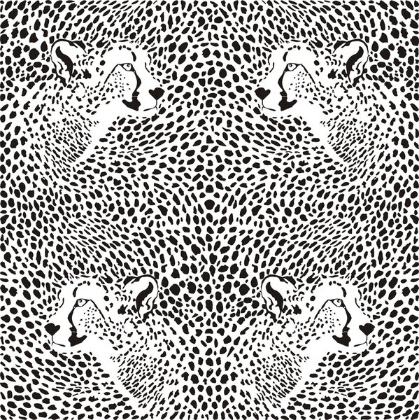 Cheetahs background