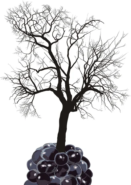 Raspberry tree of fruit mulberry — Stock Vector