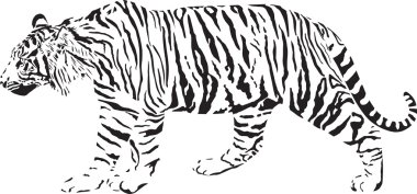 Tiger - Black and white vector illustration