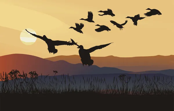 Маллардські качки на сході сонця — стоковий вектор