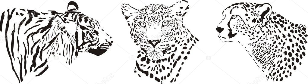 Head of cheetah, leopard and tiger