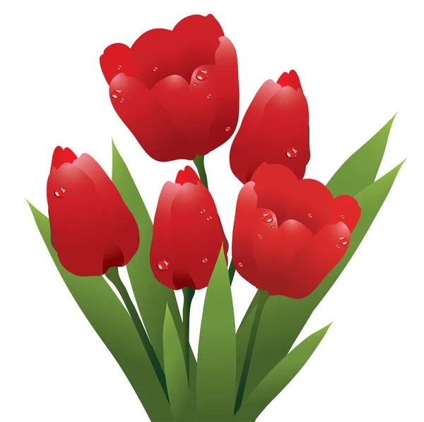 Wektor kilka czerwonych tulipanów — Wektor stockowy