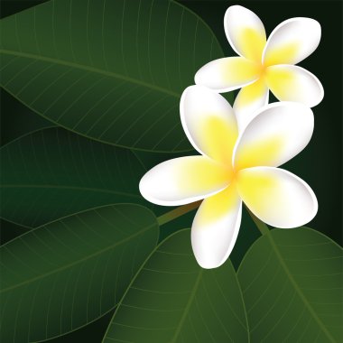 vektör frangipani çiçekler