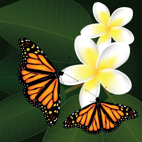 Vektor frangipani und Schmetterlinge — Stockvektor
