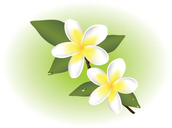 Vector frangipani flowers — Stock Vector