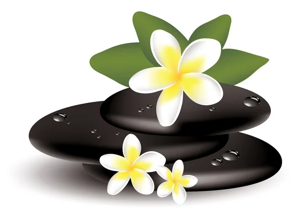 Vector frangipani flowers and wet stones — Stock Vector