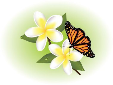 vektör frangipani ve kelebek