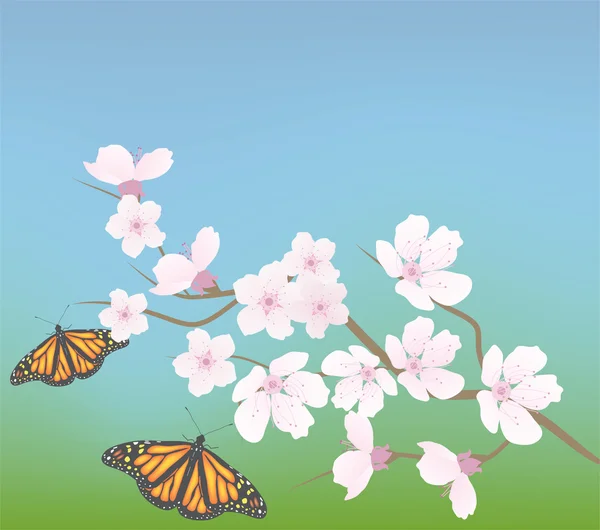 Vector cherry branch and butterflies — Stock Vector