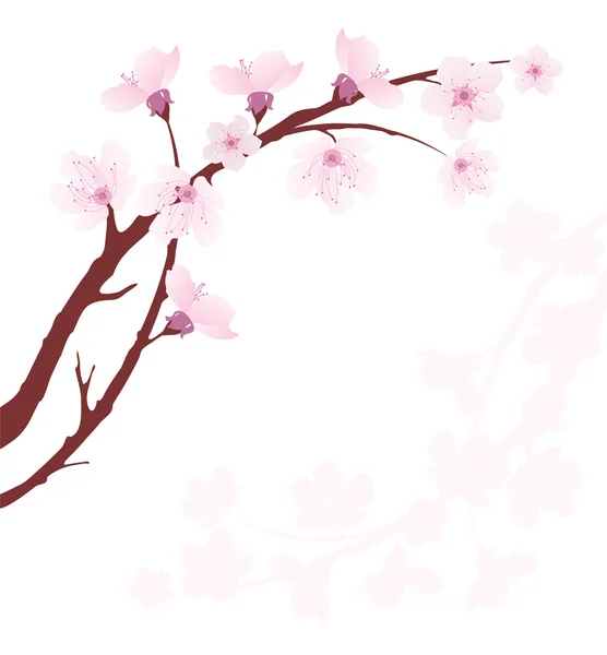 桜のベクター支店 — ストックベクタ
