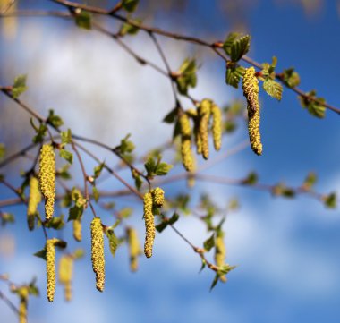 Spring birch catkins