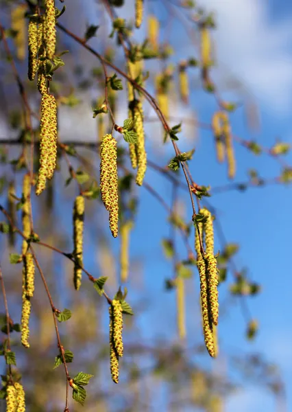 stock image Spring birch catkins