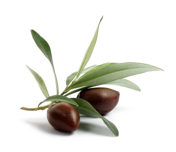 Свежая оливковая ветвь с оливками — стоковое фото