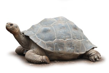 Big turtle isolated clipart