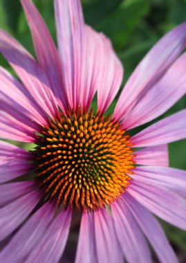 coneflower portre