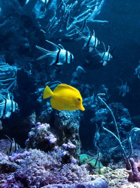 mavi sarı tropikal balık