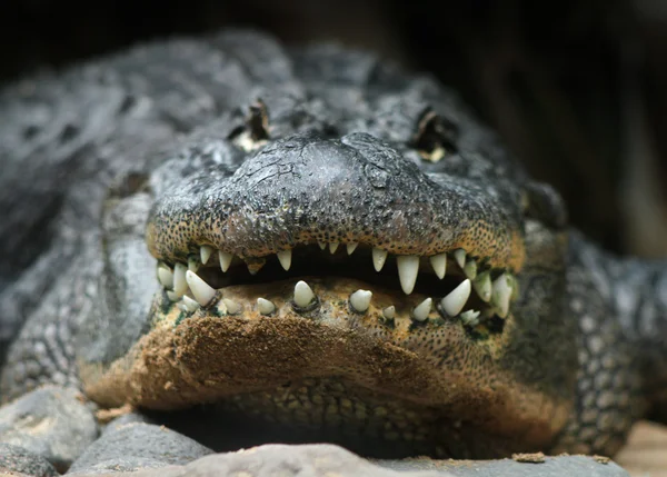 stock image Alligator head front