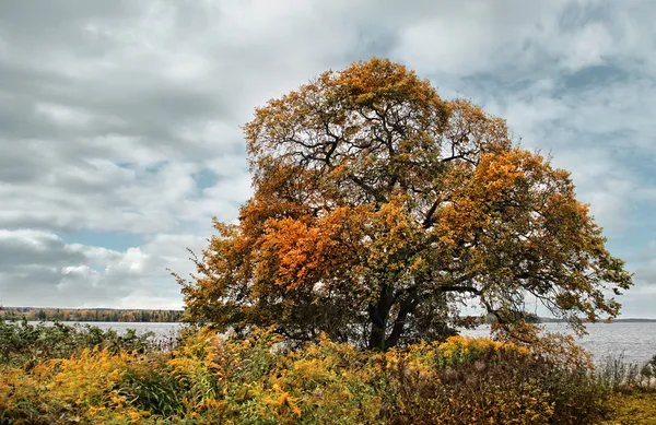 Elm árvore no outono — Fotografia de Stock