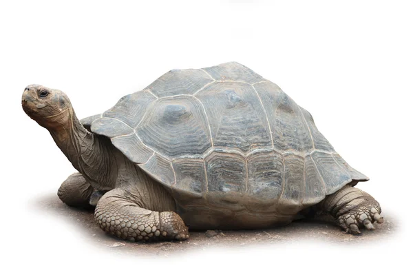 Wielki żółw na białym tle — Zdjęcie stockowe