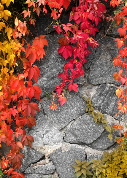 Farben des Herbstes — Stockfoto