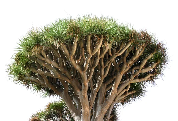 화이트 드래곤 나무 — 스톡 사진