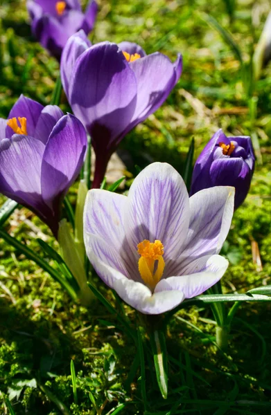 Violet spring crocuses — Stock Photo, Image