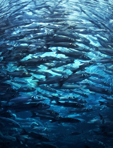 Cardumen de peces abarrotados —  Fotos de Stock