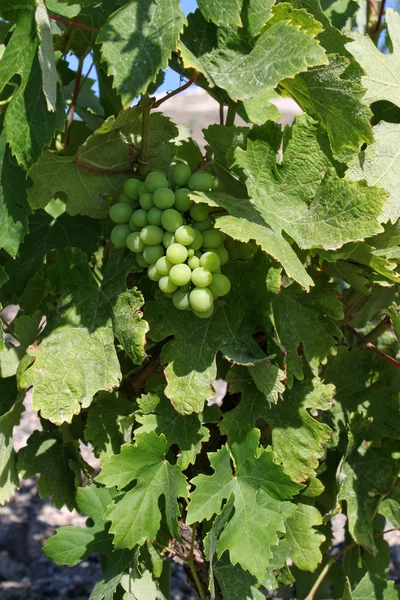 Fresh green wine grapes — Stock Photo, Image