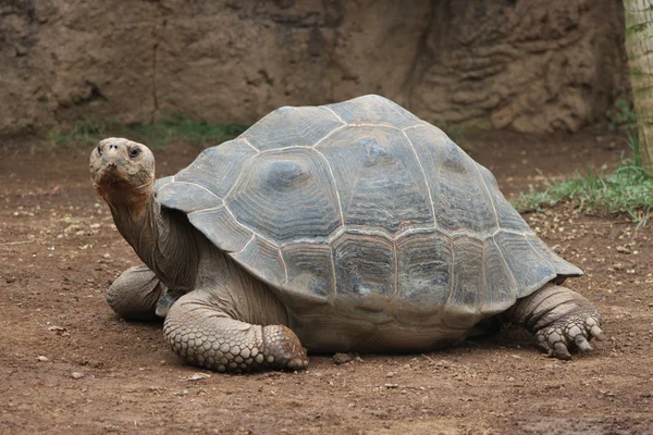 열 화 염거 대 한 거북이 — 스톡 사진