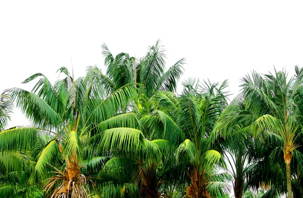 Groene jungle palm boomtoppen — Stockfoto