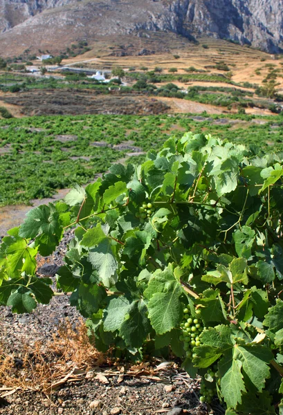 Mediterranean vineyard — Stock Photo, Image