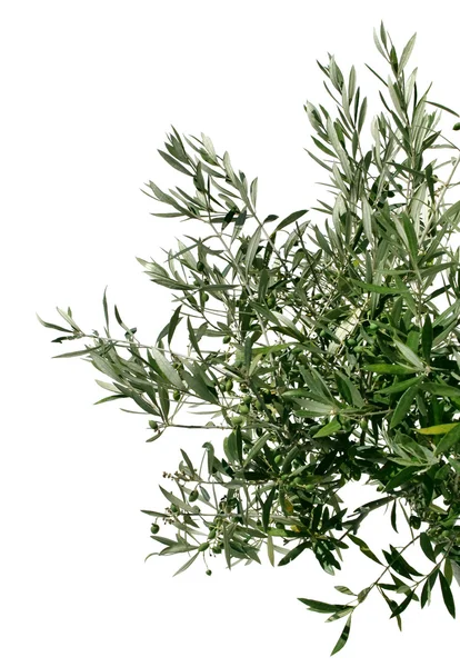 Молода гілка оливкового дерева — стокове фото