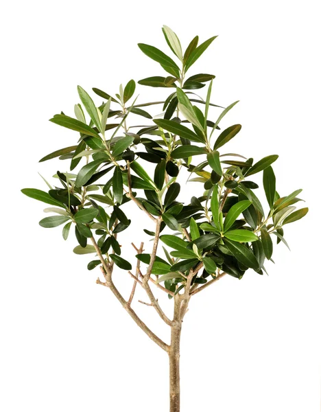Молодое оливковое дерево крупным планом — стоковое фото