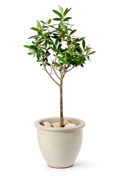 Young olive tree in pot — Stock Photo, Image