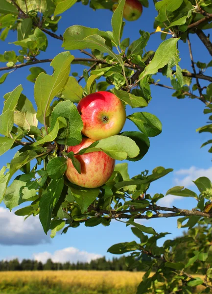 Czerwone jabłka w ogrodzie — Zdjęcie stockowe