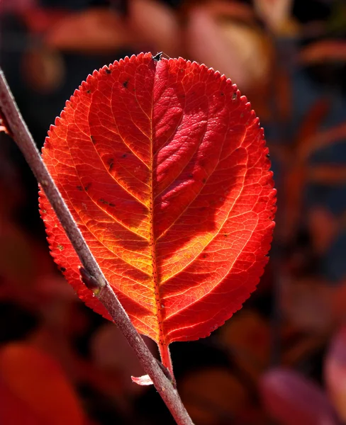 Kırmızı sonbahar yaprağı — Stok fotoğraf