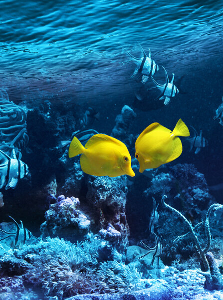 Two yellow tropical fishes